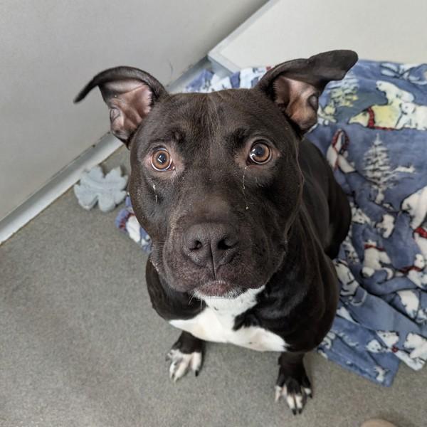 Enlarge T'Challa, a Adoptable mixed breed in Des Moines, IA image 1/2
