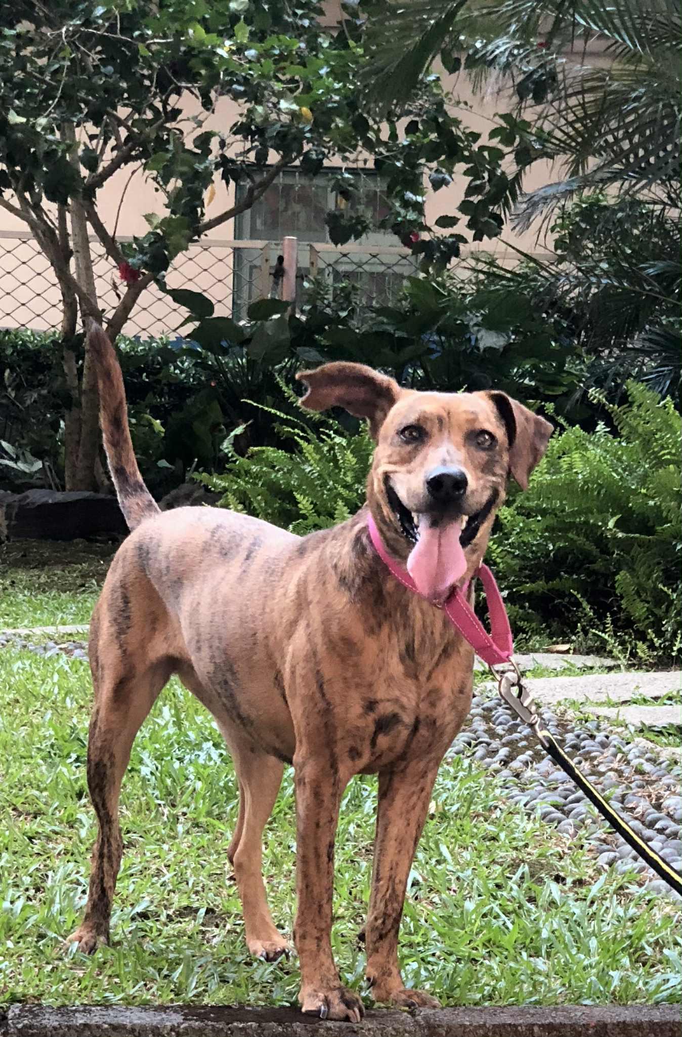 Rosie, ADOPTABLE, Young Female Labrador Retriever & Shepherd.