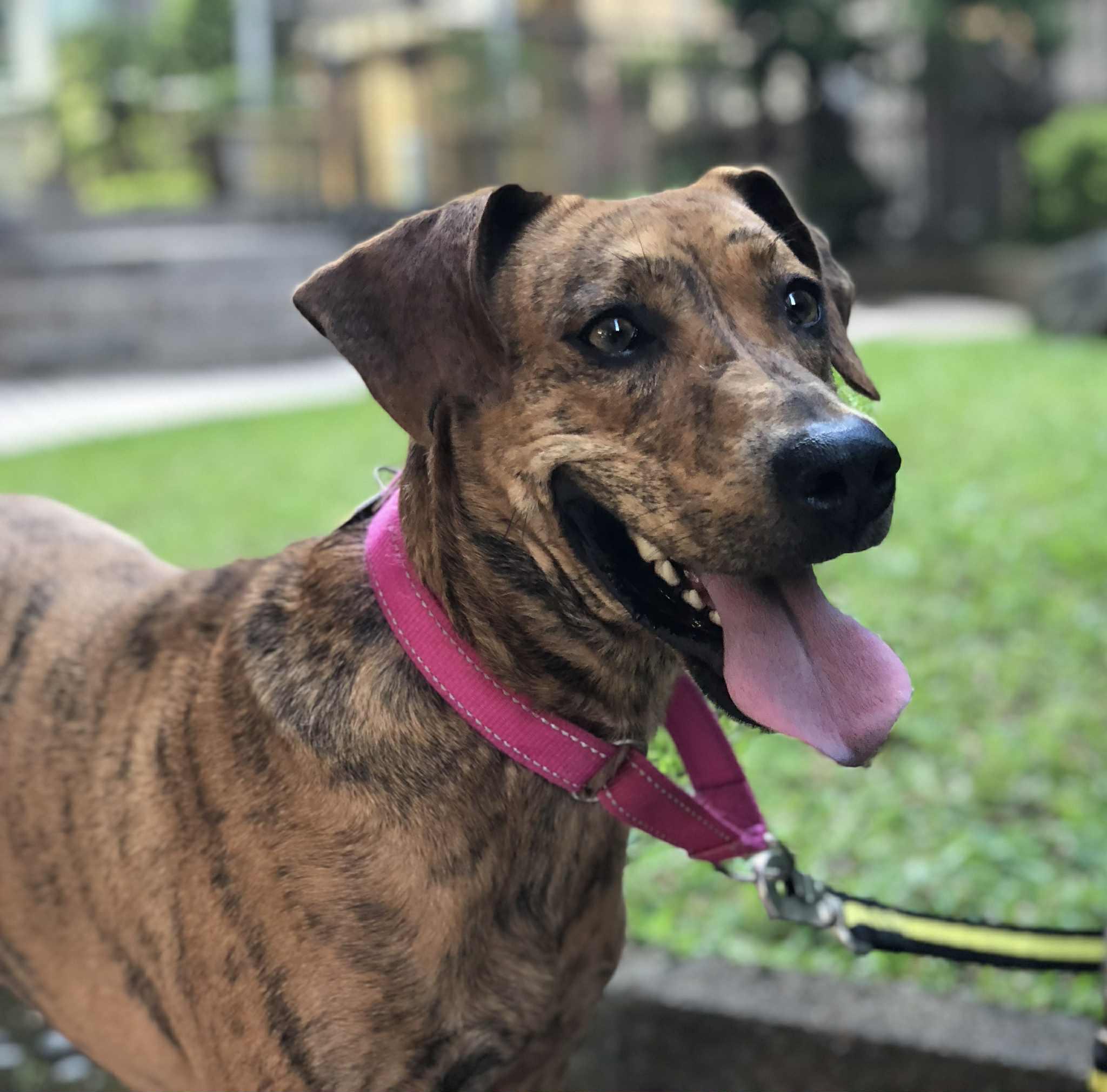 Enlarge Rosie, a ADOPTABLE mixed breed in San Mateo, CA image 3/6