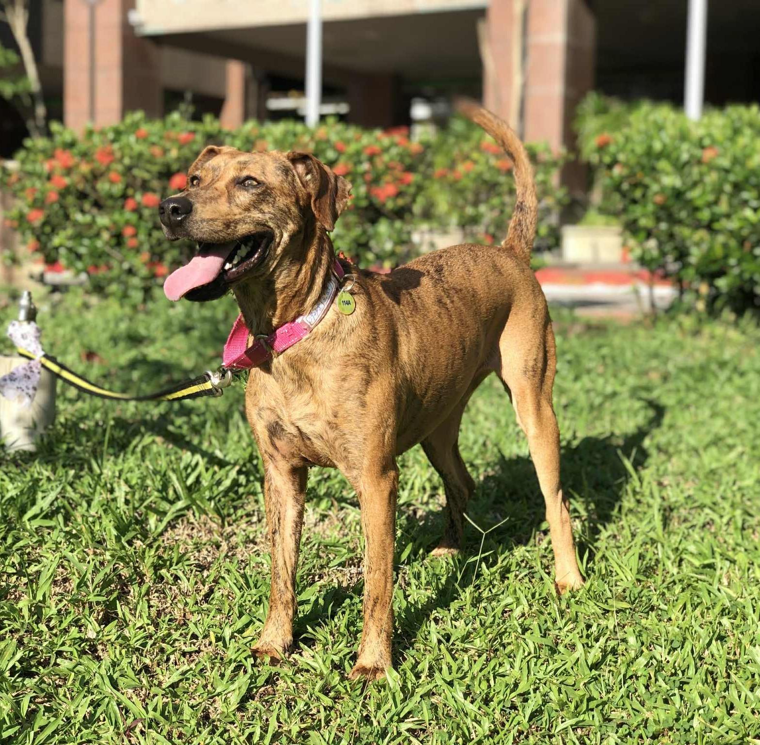 Enlarge Rosie, a ADOPTABLE mixed breed in San Mateo, CA image 4/6