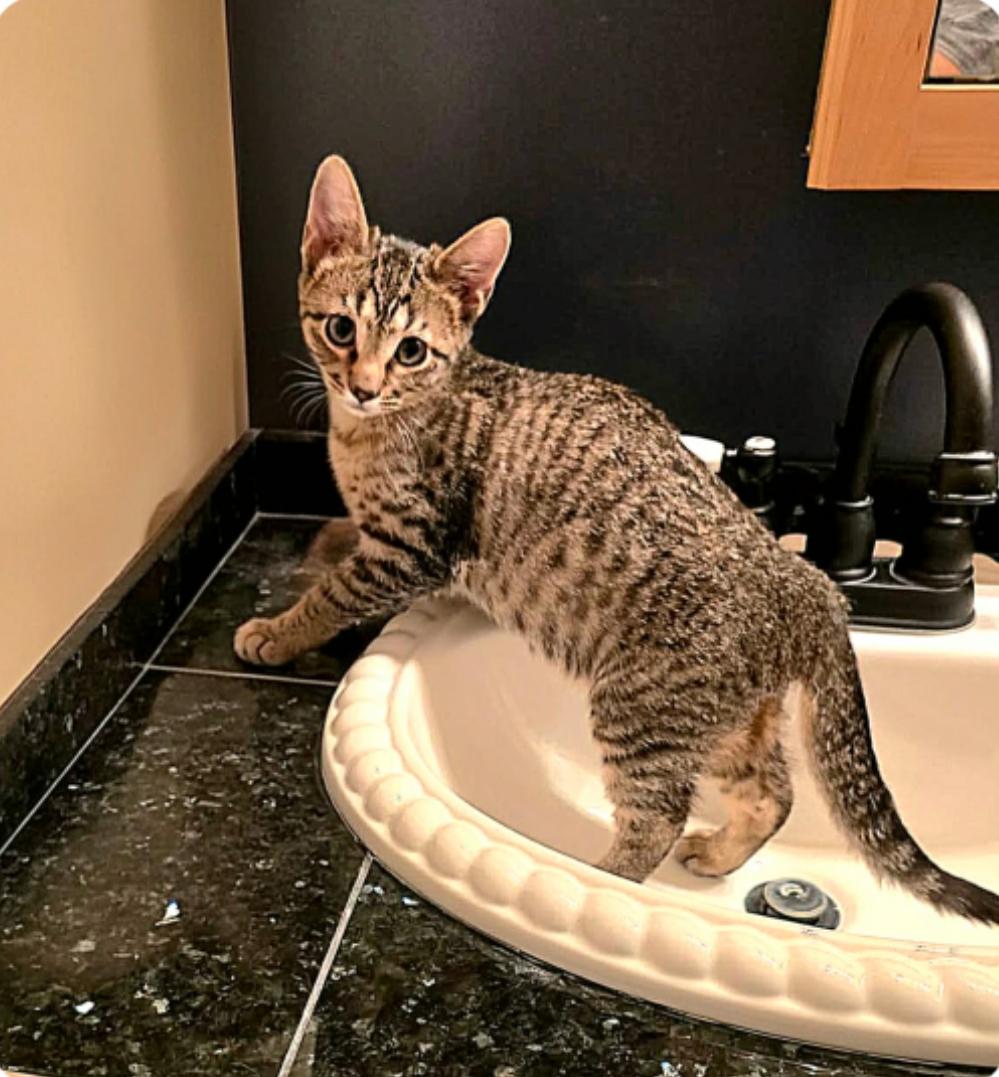 Enlarge Tequila ( Orlando Fl), a Adoptable Tabby in Orlando, FL image 3/3