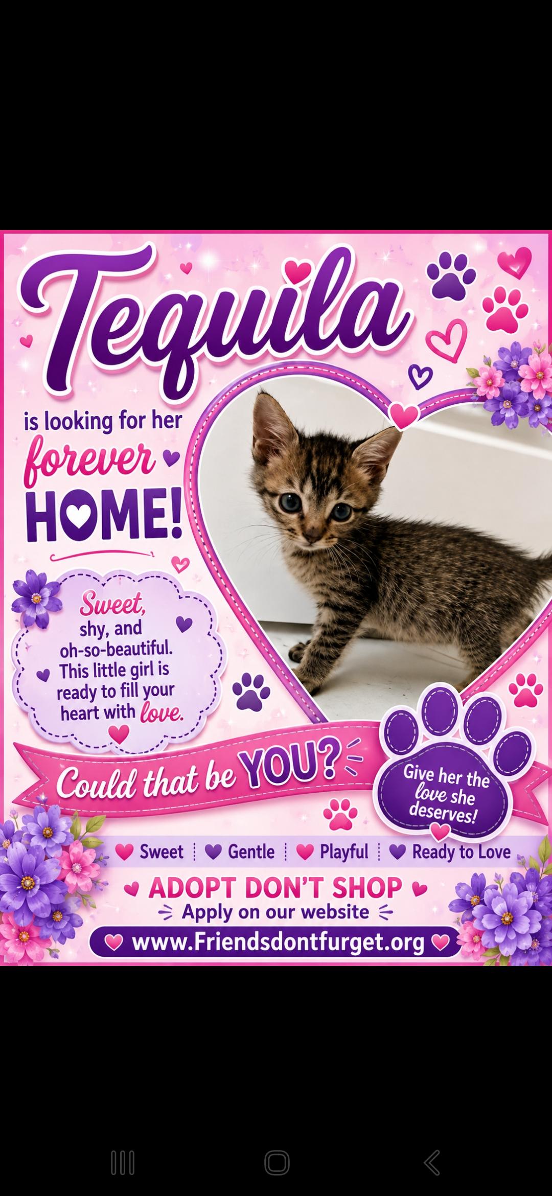 Tequila ( Orlando Fl), a ADOPTABLE Tabby in Orlando, FL image 2/2