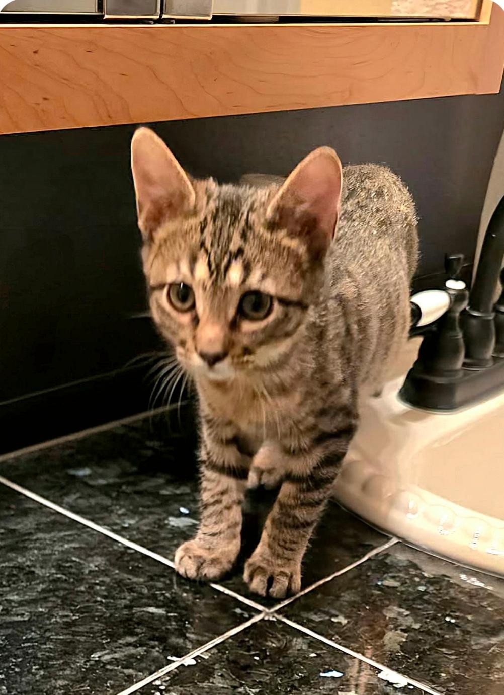 Enlarge Tequila ( Orlando Fl), a Adoptable Tabby in Orlando, FL image 2/3