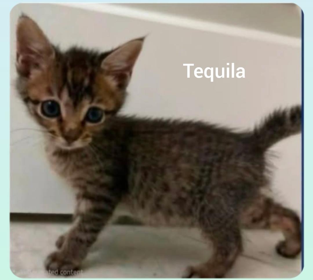 Tequila ( Orlando Fl), ADOPTABLE, Kitten Female Tabby.