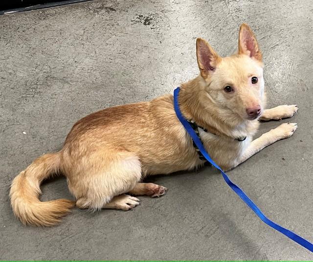 Pretzels, adopted, Adult Male Schipperke.