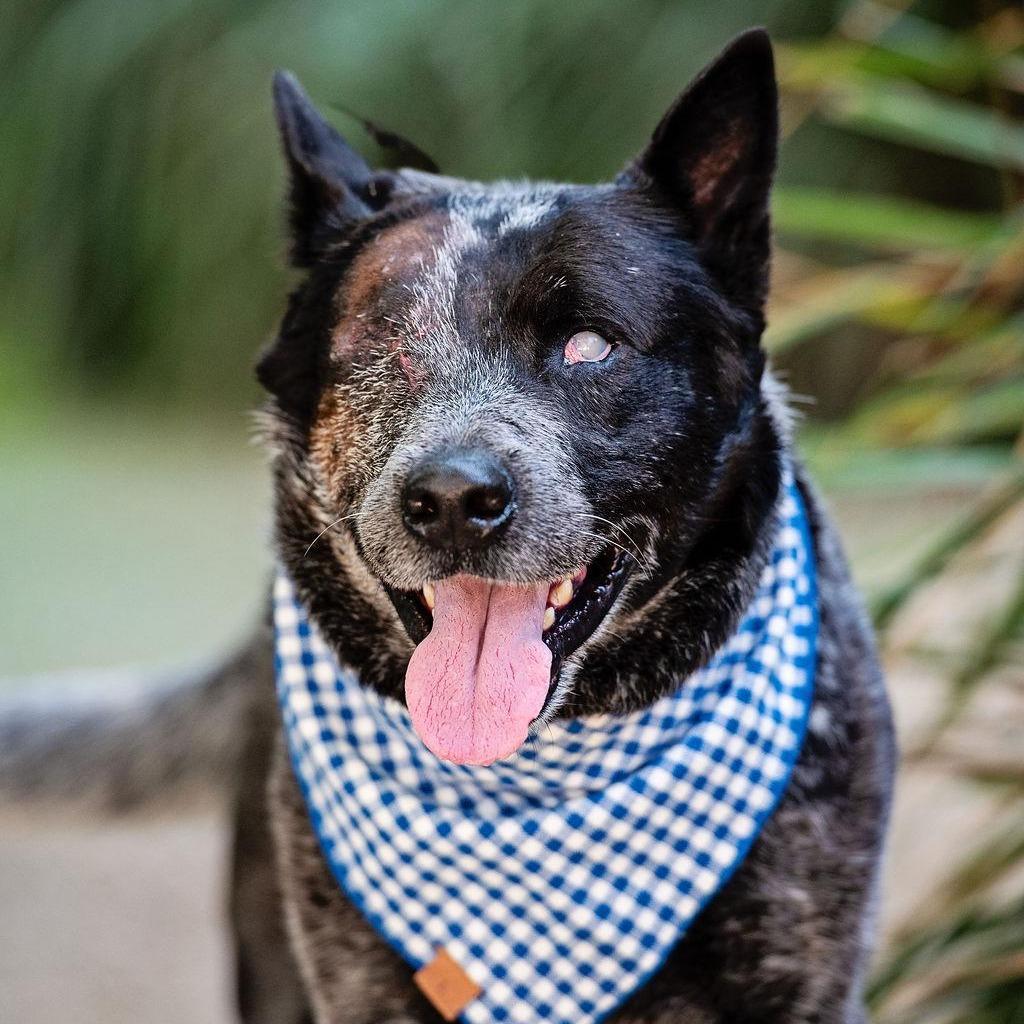 Walrus, Adoptable, Adult Male Australian Cattle Dog / Blue Heeler.