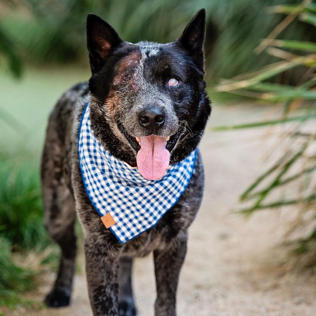Enlarge Walrus, a Adoptable Australian Cattle Dog / Blue Heeler in Los Angeles, CA image 2/6