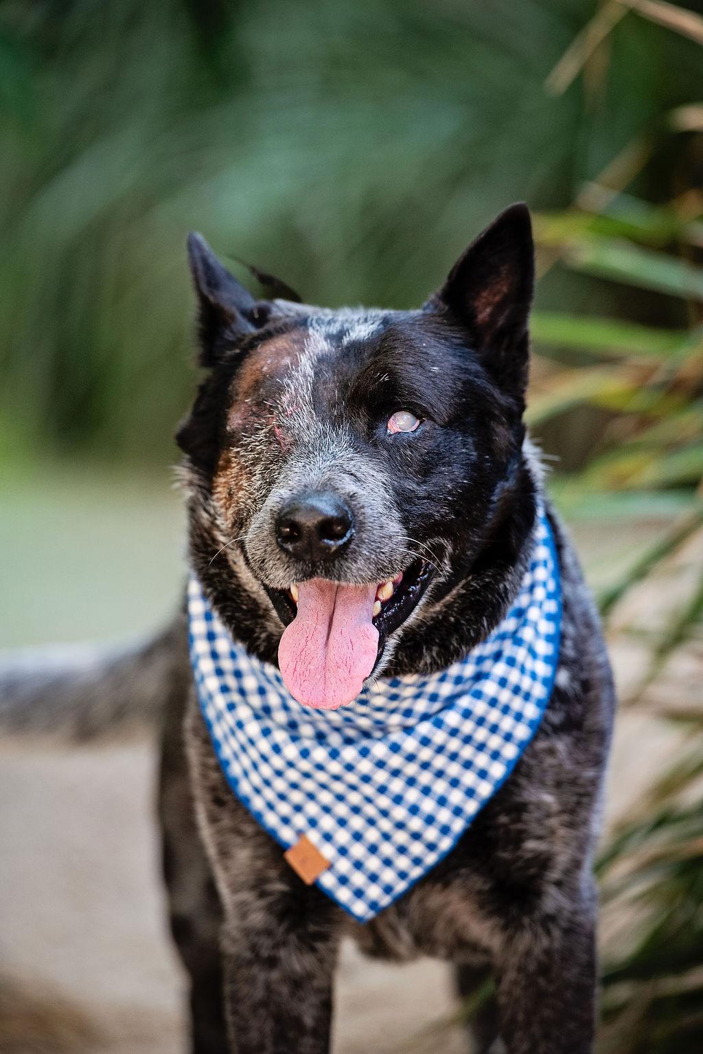 Enlarge Walrus, a Adoptable Australian Cattle Dog / Blue Heeler in Los Angeles, CA image 5/5