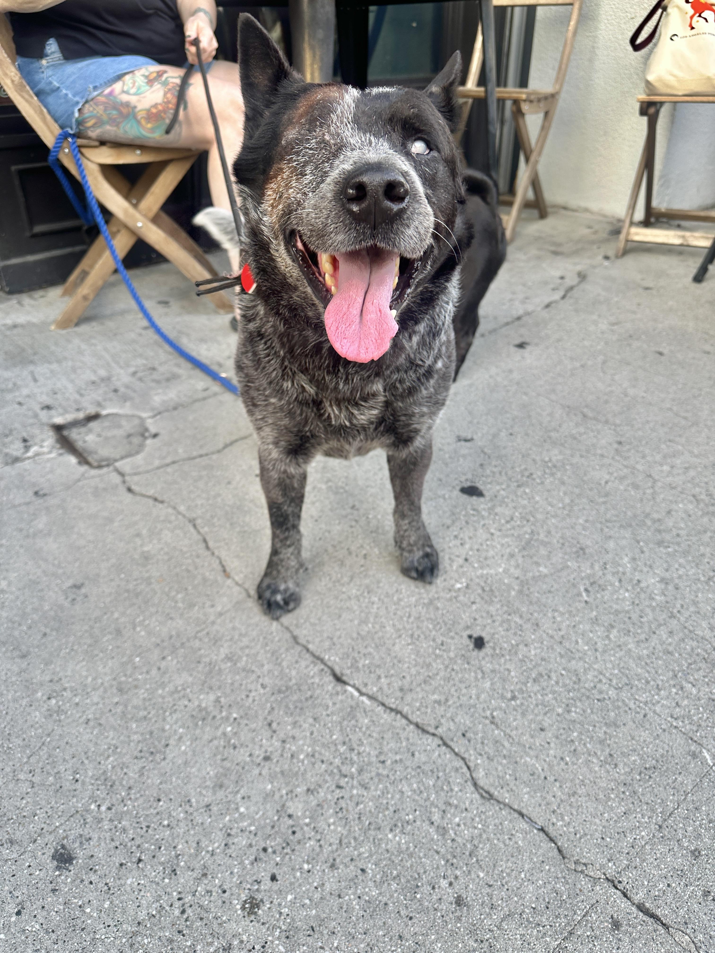 Enlarge Walrus, a Adoptable Australian Cattle Dog / Blue Heeler in Los Angeles, CA image 3/5