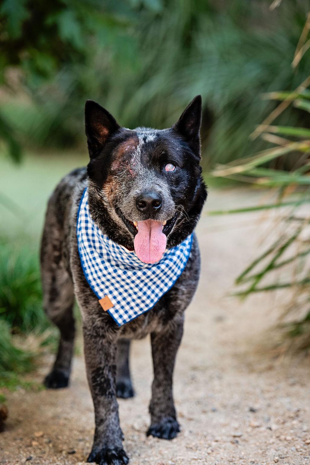 Enlarge Walrus, a Adoptable Australian Cattle Dog / Blue Heeler in Los Angeles, CA image 4/5