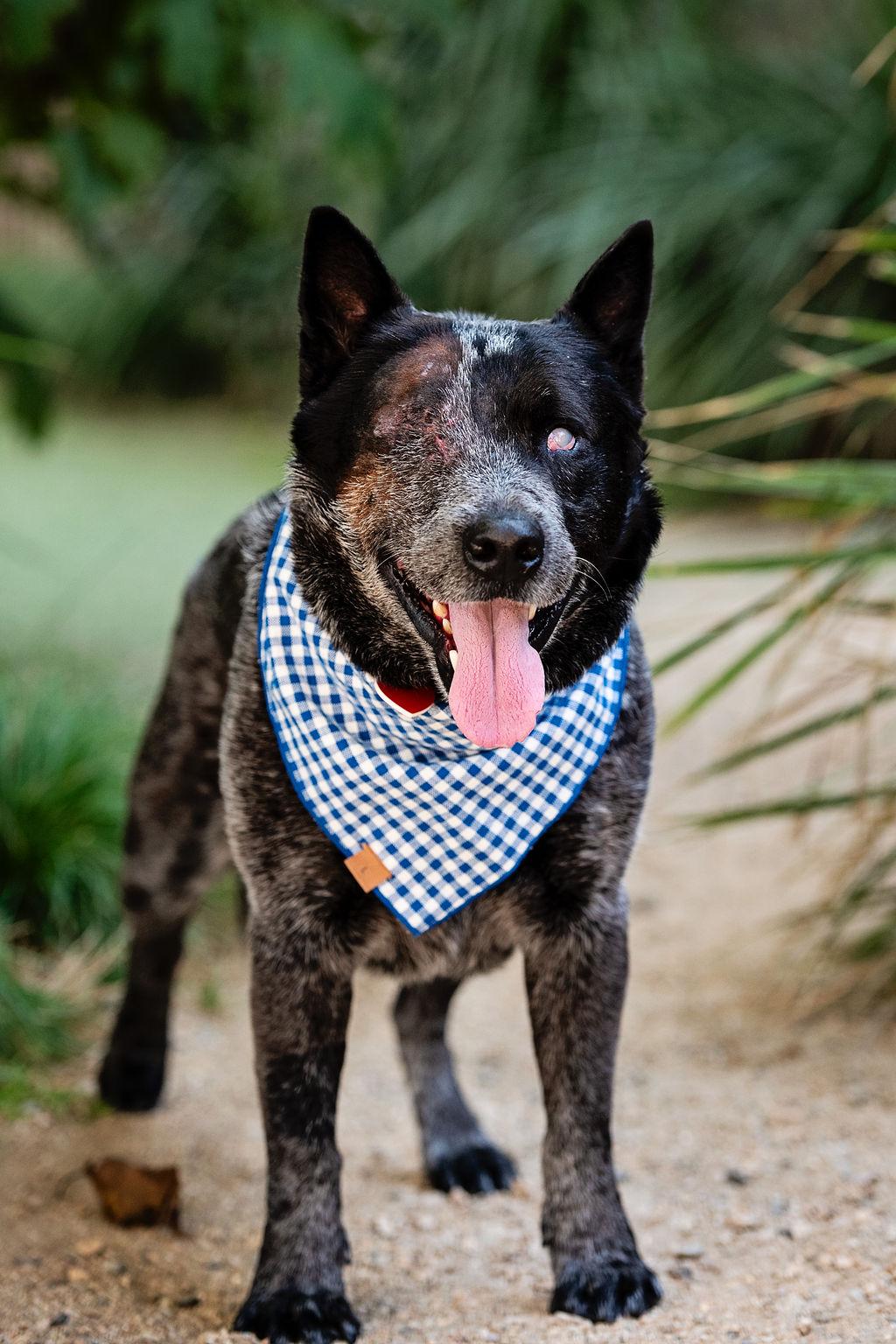 Enlarge Walrus, a Adoptable Australian Cattle Dog / Blue Heeler in Los Angeles, CA image 1/5