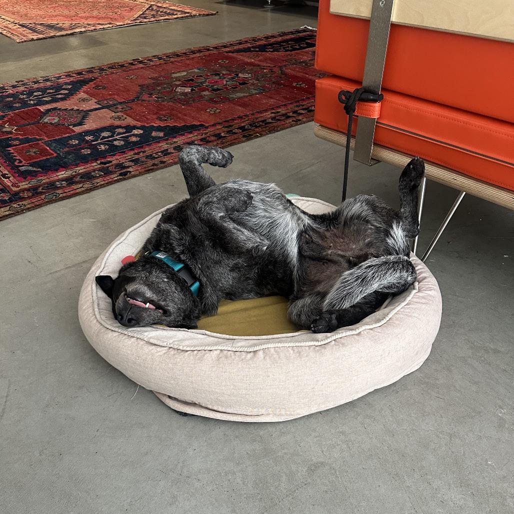 Enlarge Walrus, a Adoptable Australian Cattle Dog / Blue Heeler in Los Angeles, CA image 2/5