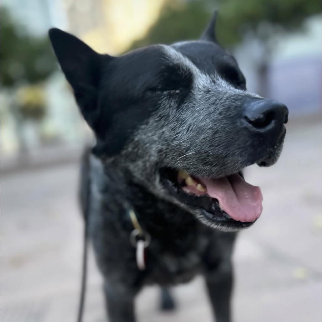 Enlarge Walrus, a Adoptable Australian Cattle Dog / Blue Heeler in Los Angeles, CA image 5/6