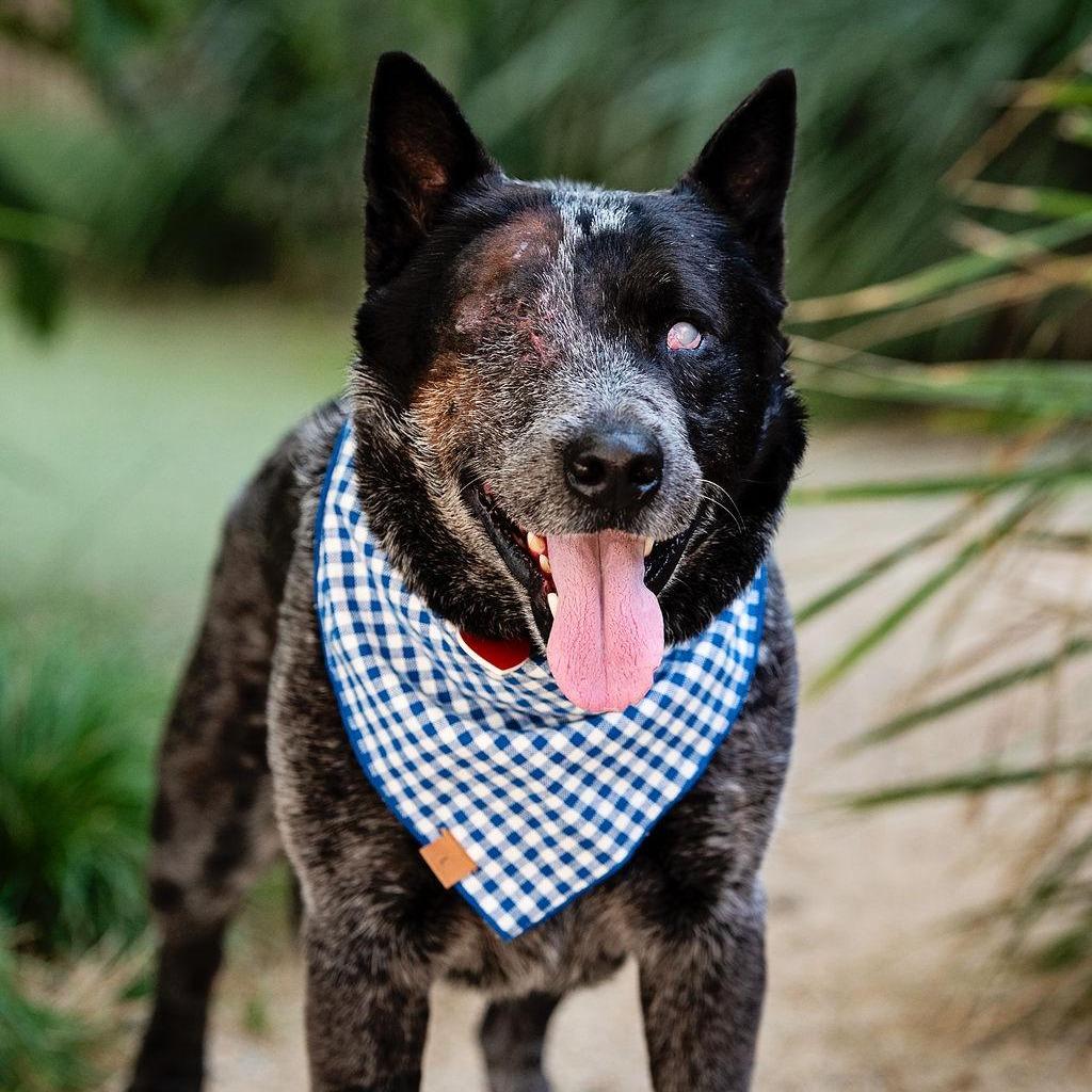 Enlarge Walrus, a Adoptable Australian Cattle Dog / Blue Heeler in Los Angeles, CA image 6/6
