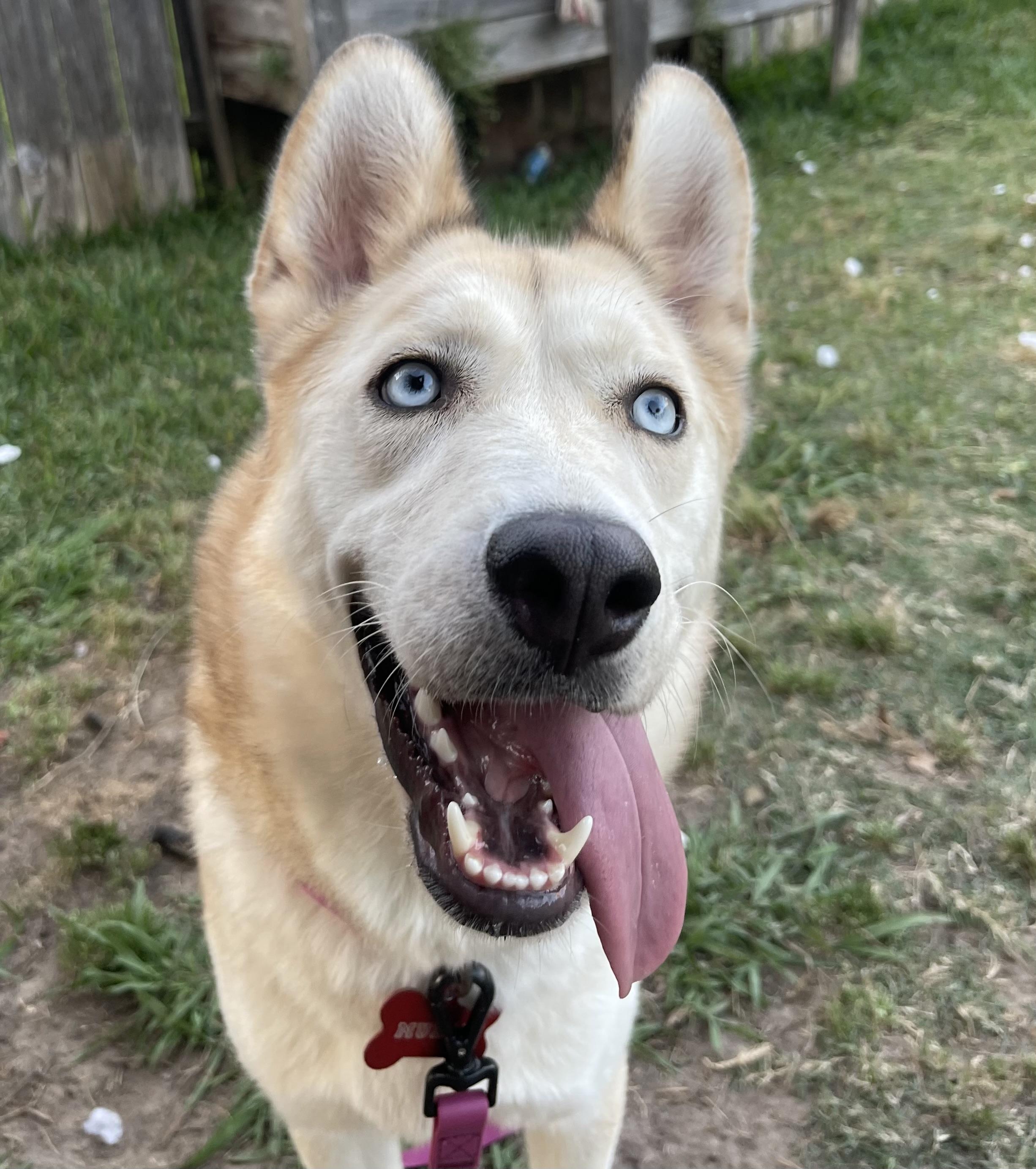 Mulan