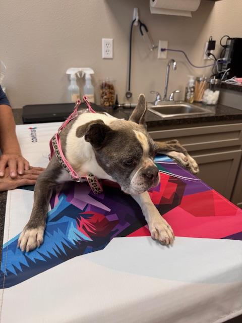 Tyson, Adoptable, Senior Male Boston Terrier.