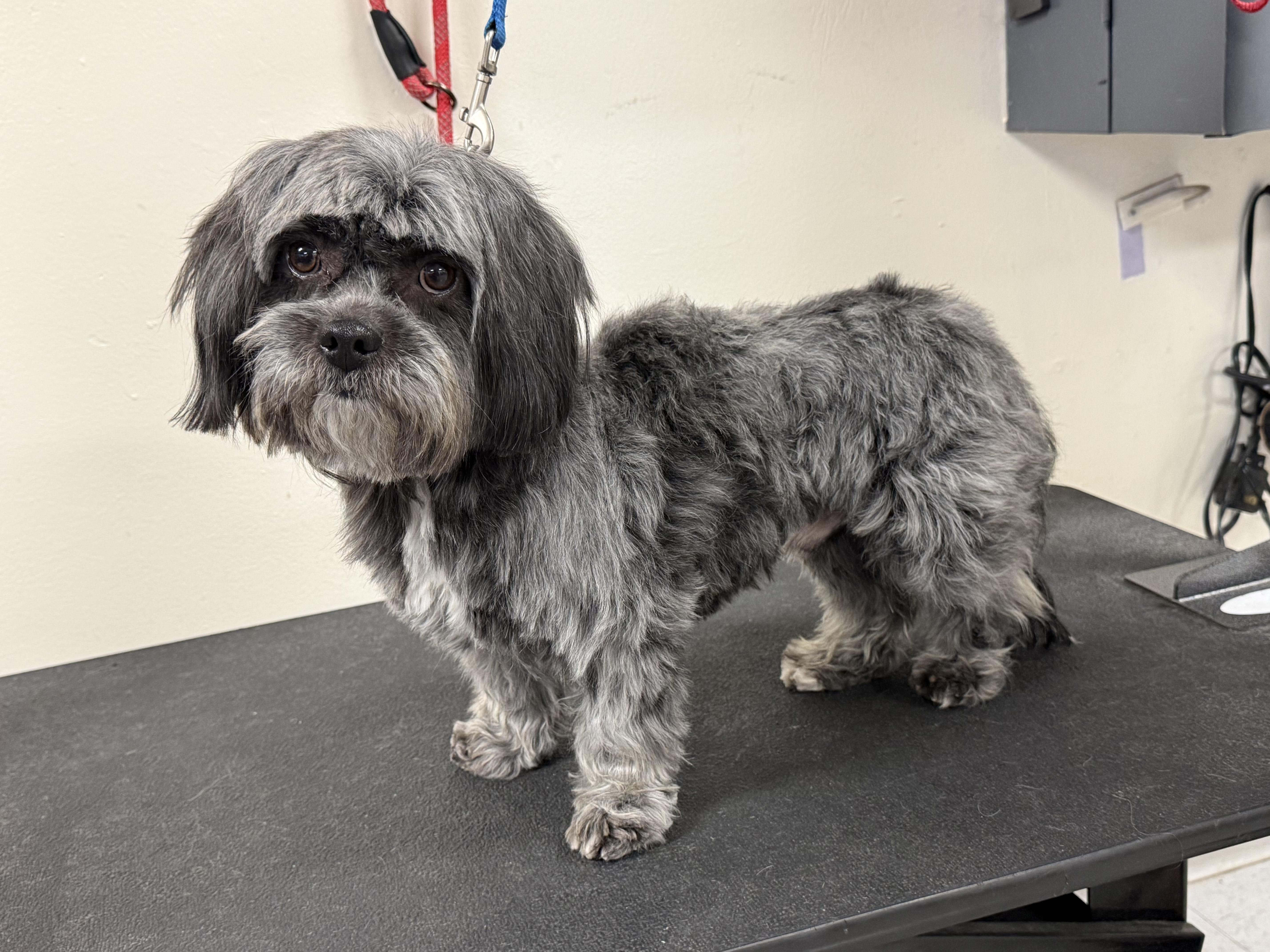 Enlarge Jude, a ADOPTABLE Shih Tzu in Littleton, CO image 3/3