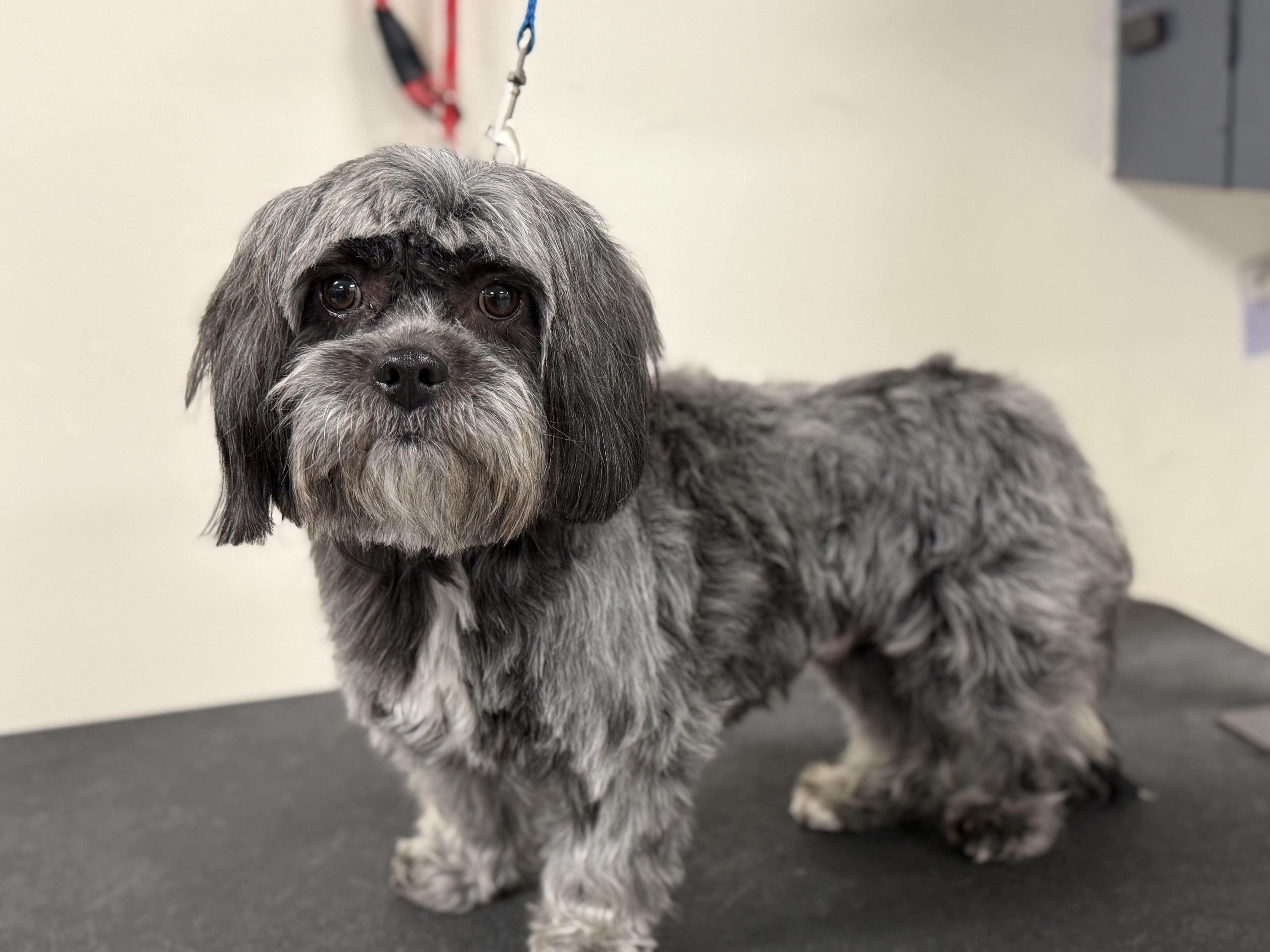 Enlarge Jude, a ADOPTABLE Shih Tzu in Littleton, CO image 2/3