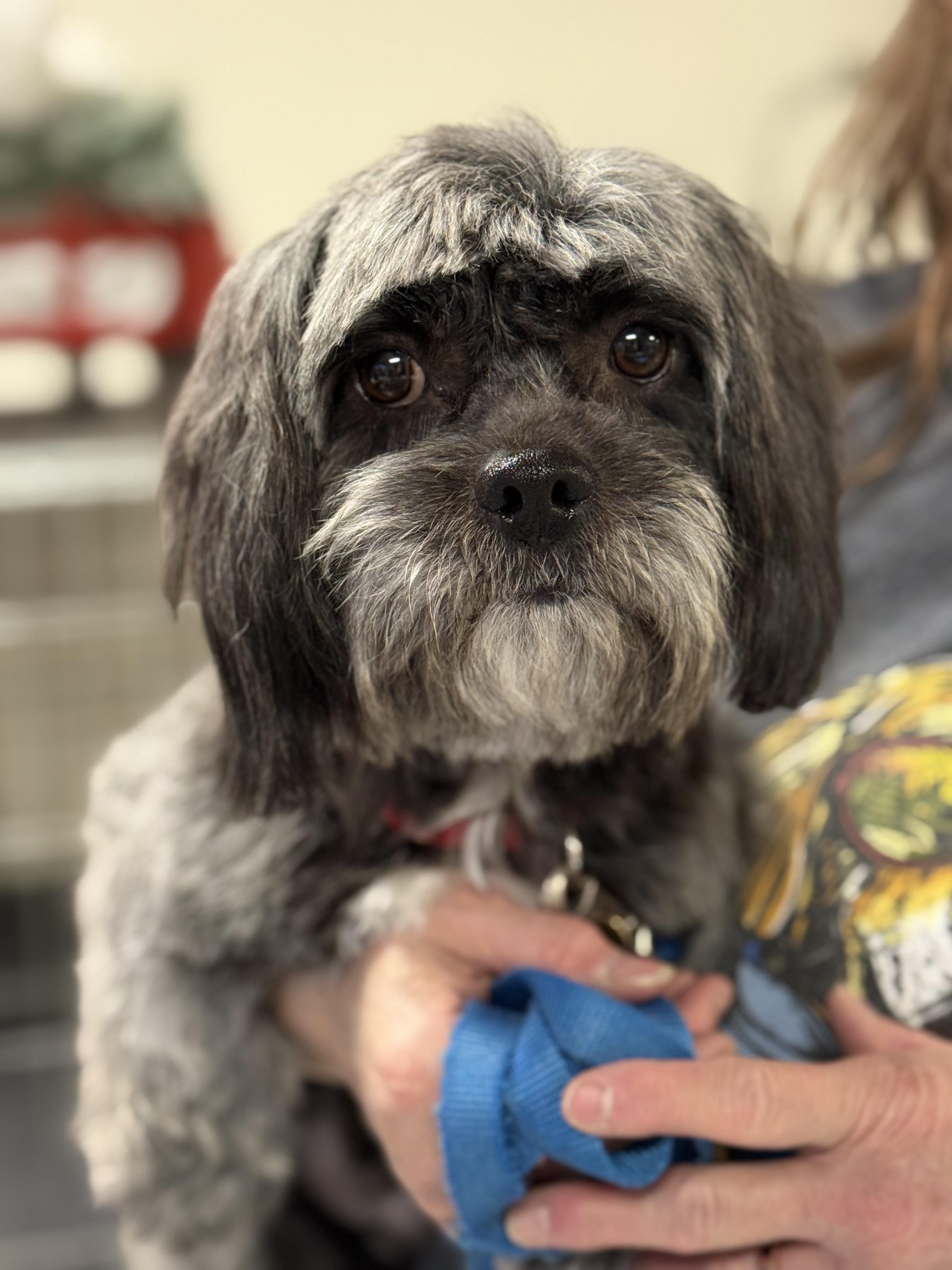 Jude, ADOPTABLE, Adult Male Shih Tzu.