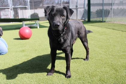 Enlarge Brody, a Adoptable mixed breed in Kansas City, MO image 1/3