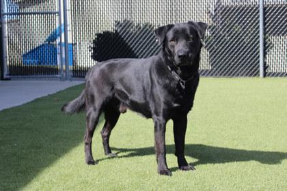 Enlarge Brody, a Adoptable mixed breed in Kansas City, MO image 2/3