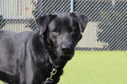 Enlarge Brody, a Adoptable mixed breed in Kansas City, MO image 3/3