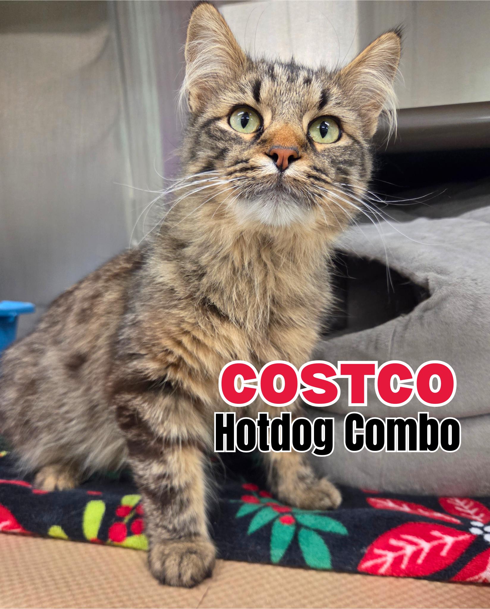 Costco Hotdog Combo, ADOPTABLE, Young Male Domestic Long Hair.