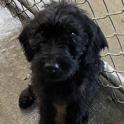 Rico Suave, adopted, Puppy Male Doberman Pinscher & Standard Poodle.