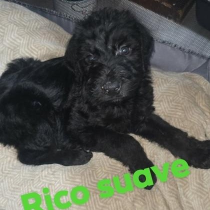 Enlarge Rico Suave, an adopted mixed breed in Tinley Park, IL image 2/2