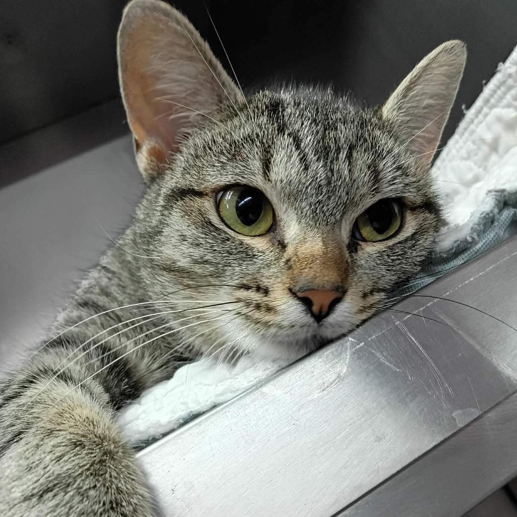 Enlarge Lilo, a Adoptable Domestic Short Hair in Coos Bay, OR image 1/2