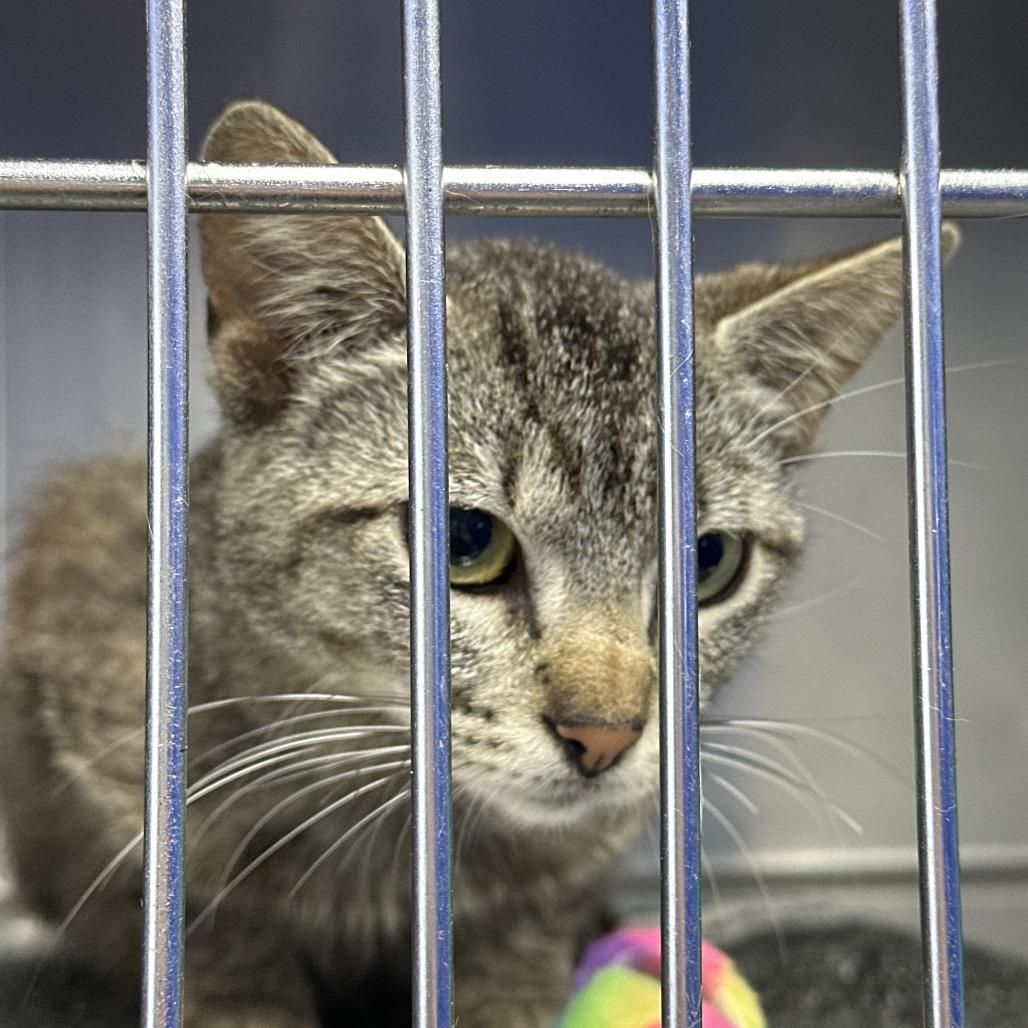 Enlarge Lilo, a Adoptable Domestic Short Hair in Coos Bay, OR image 1/1