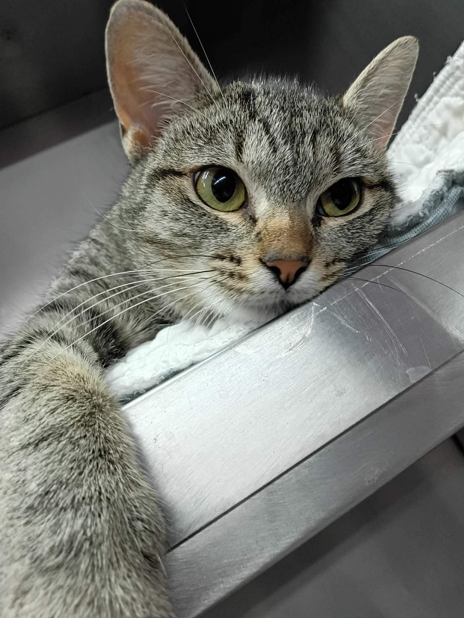 Lilo, Adoptable, Adult Female Domestic Short Hair.