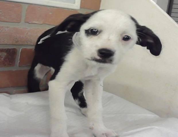 Jessie, Adoptable, Puppy Female Australian Shepherd & Labrador Retriever.