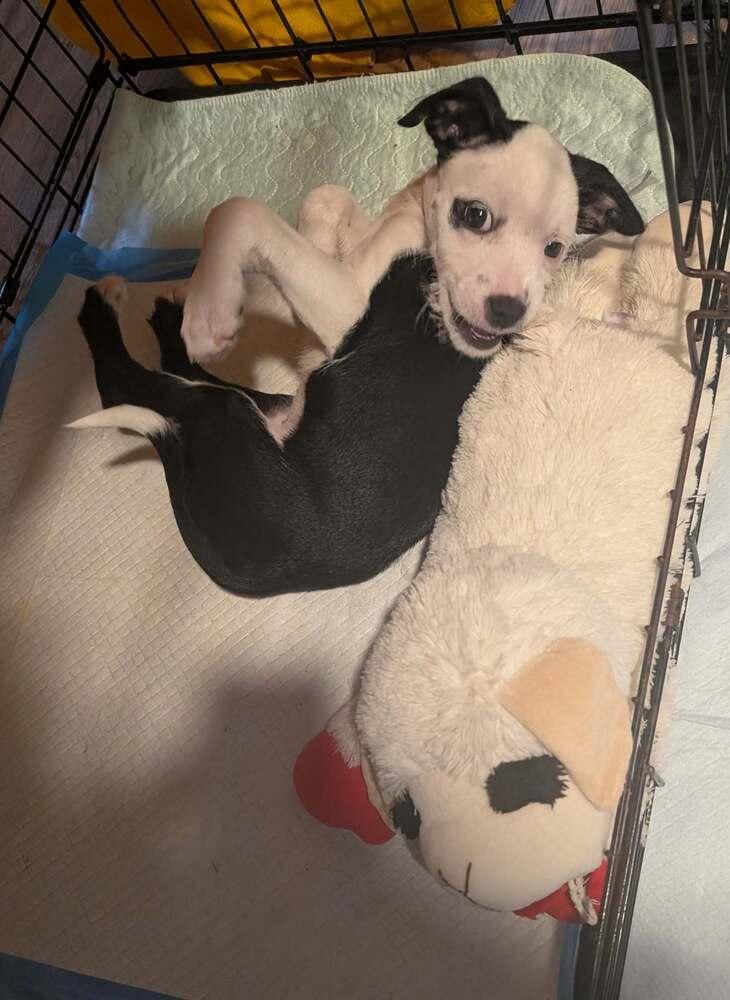 Enlarge Jessie, a Adoptable mixed breed in Aurora, CO image 3/6