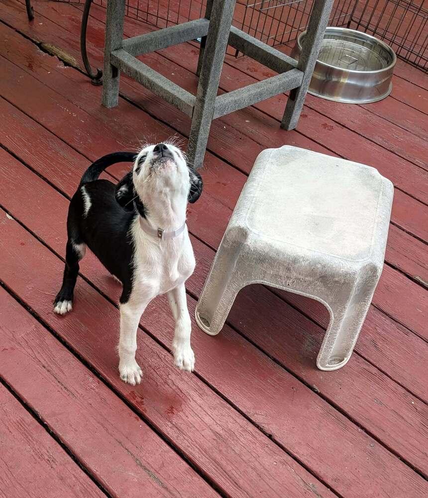 Enlarge Jessie, a Adoptable mixed breed in Aurora, CO image 5/6