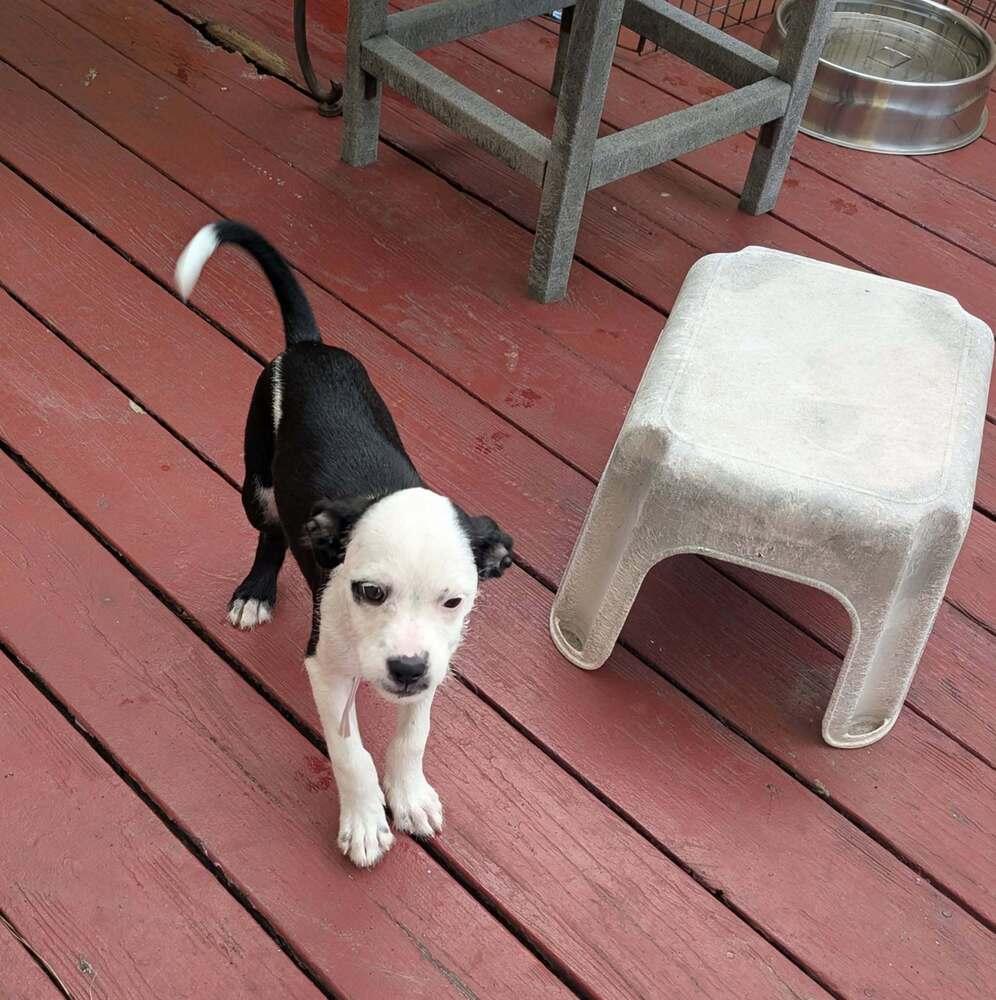 Enlarge Jessie, a Adoptable mixed breed in Aurora, CO image 6/6