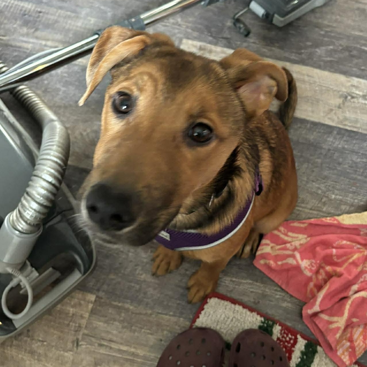 Enlarge Merlot, an adopted mixed breed in Rochester, NY image 4/6