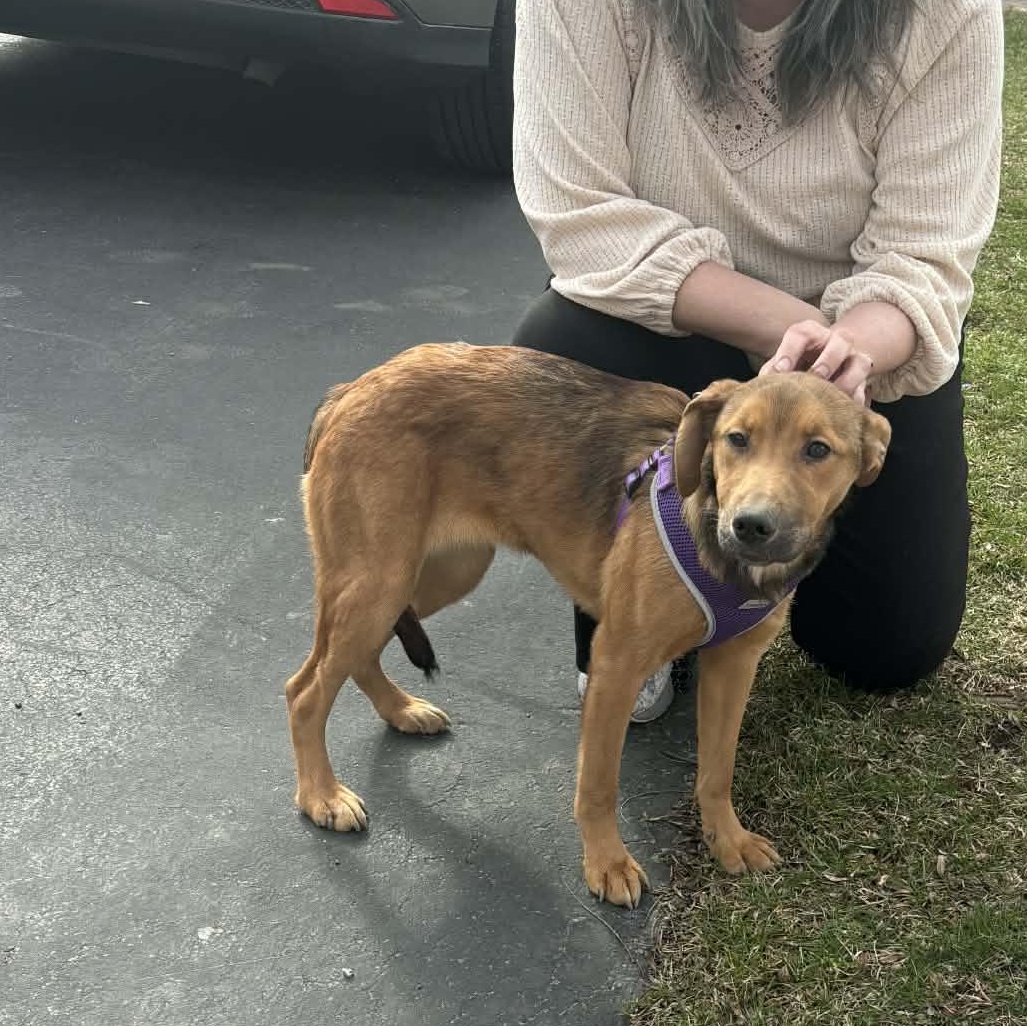 Enlarge Merlot, an adopted mixed breed in Rochester, NY image 6/6