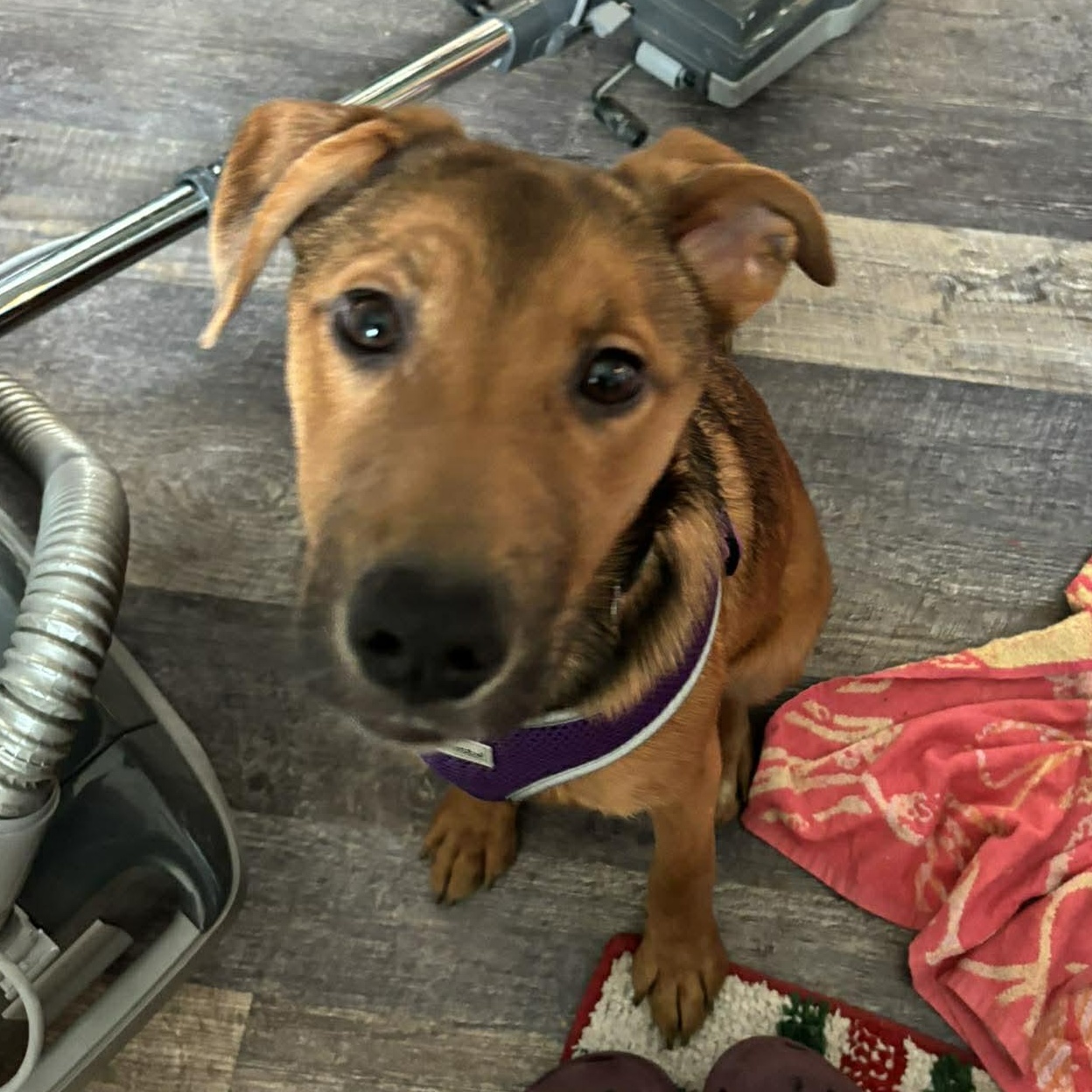 Enlarge Merlot, an adopted mixed breed in Rochester, NY image 3/6