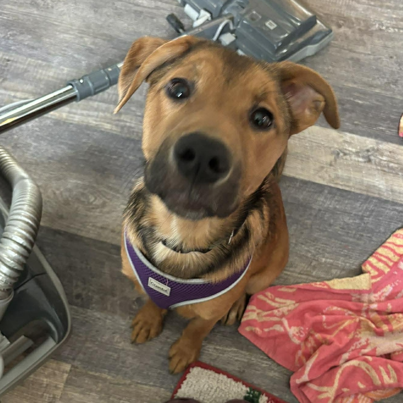 Enlarge Merlot, an adopted mixed breed in Rochester, NY image 1/6