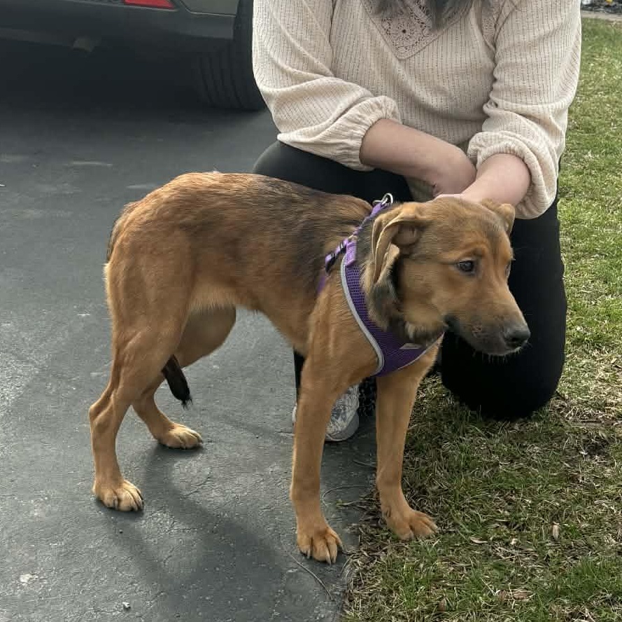 Enlarge Merlot, an adopted mixed breed in Rochester, NY image 2/6