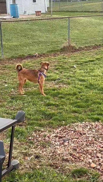 Enlarge Merlot, an adopted mixed breed in Rochester, NY video 5/6