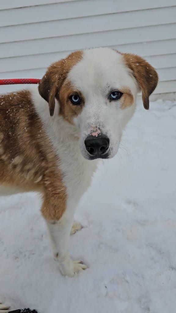 Darius, Adoptable, Adult Male Husky & Saint Bernard.