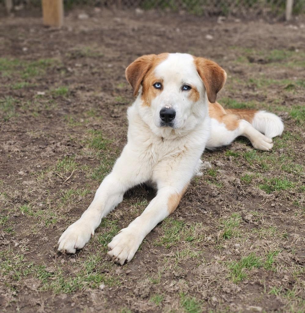 Enlarge Darius, a Adoptable mixed breed in Sprakers, NY image 3/3