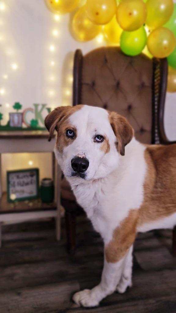 Enlarge Darius, a Adoptable mixed breed in Sprakers, NY image 2/3