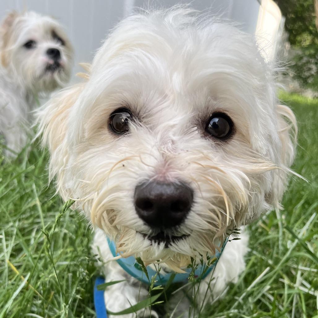 Marita, Adoptable, Adult Female Havanese.