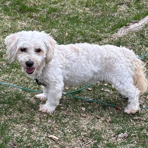 Marita, a Adoptable Havanese in Chaska, MN image 2/6