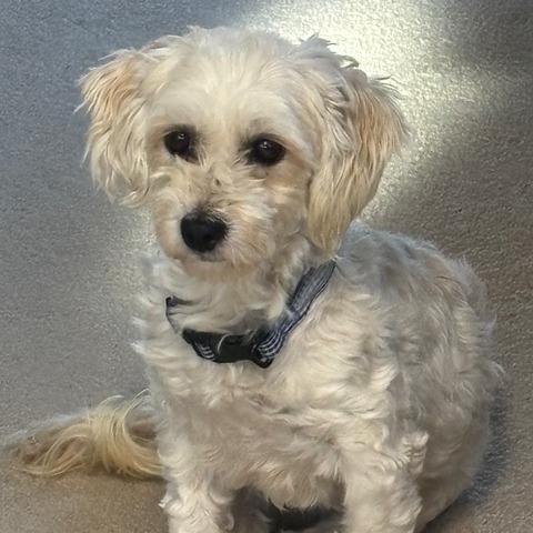 Marita, a Adoptable Havanese in Chaska, MN image 3/6
