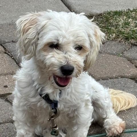 Marita, a Adoptable Havanese in Chaska, MN image 4/6