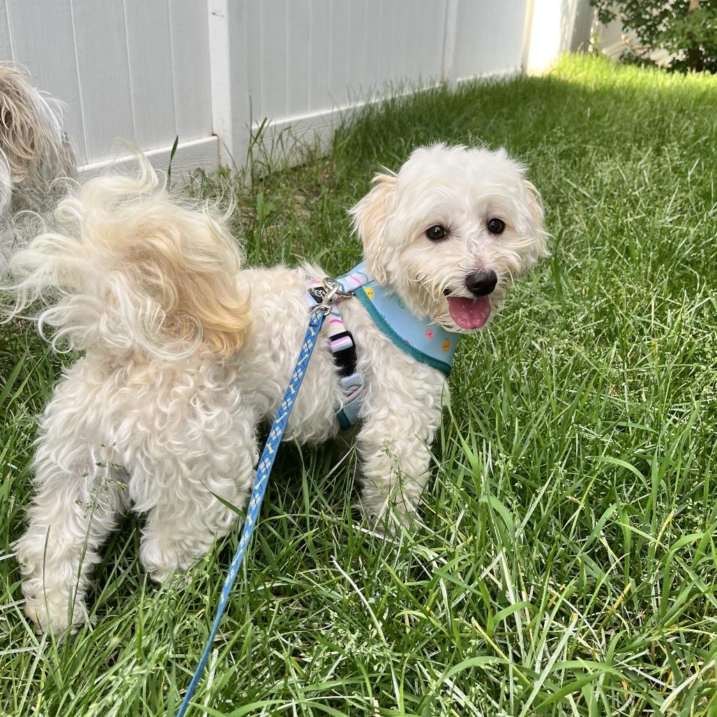 Marita, a Adoptable Havanese in Chaska, MN image 5/6